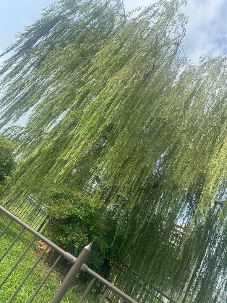 日傘を持ってくるのを忘れました