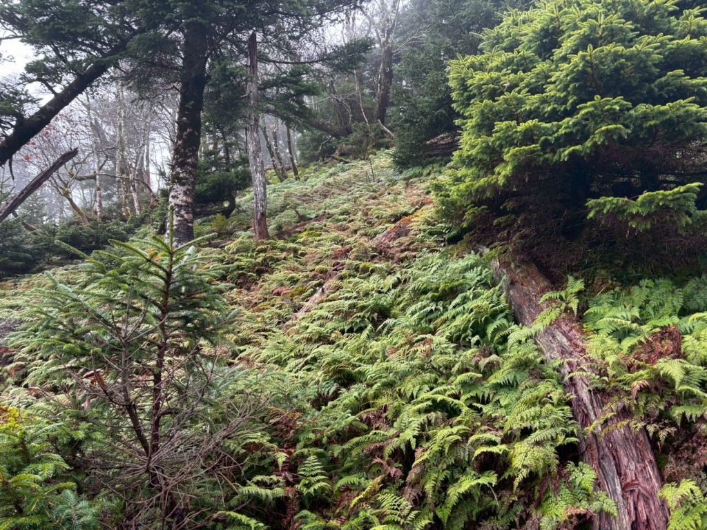 ポイント付与施策を活用しよう